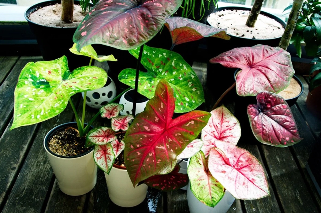 caladium-05.webp