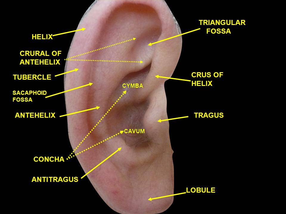 Строение ушной раковины: козелок (tragus) — хрящевой выступ перед слуховым проходом