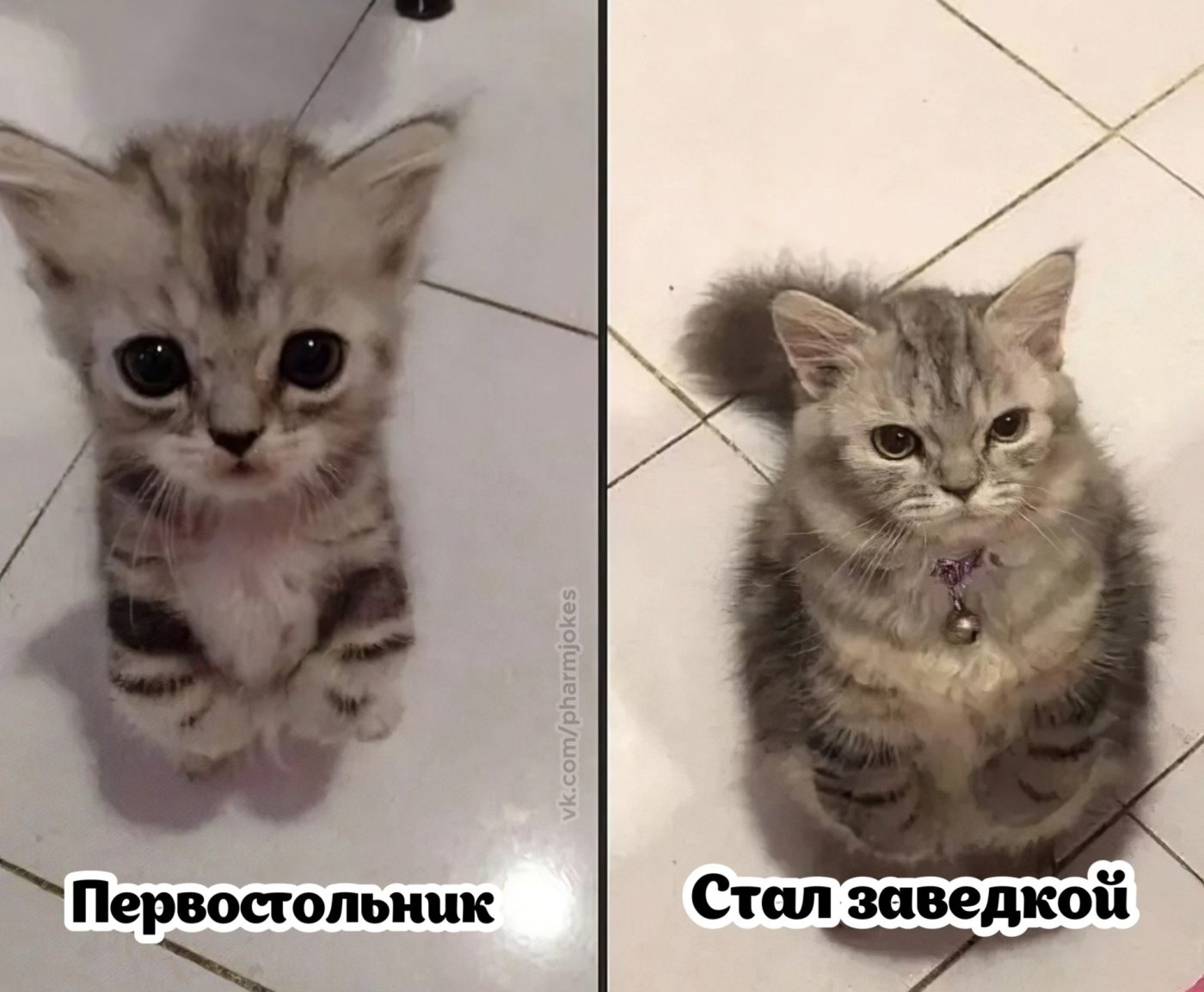 Мем про аптеку из паблика «Успешный фармацевт»