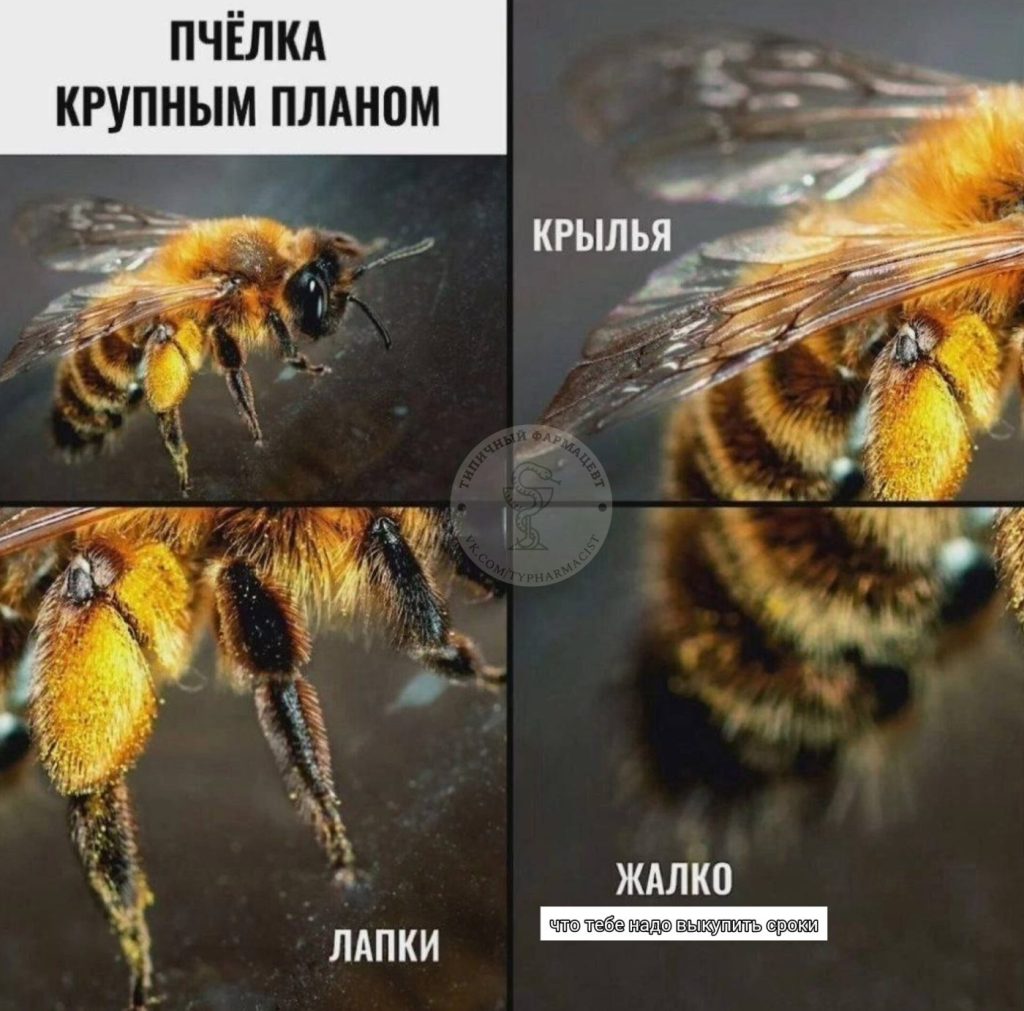 Мем про аптеку и будни фармацевта